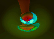 Bereishis - Adam Kadmon to Malchus (not on exhibition)